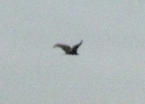 Birds!